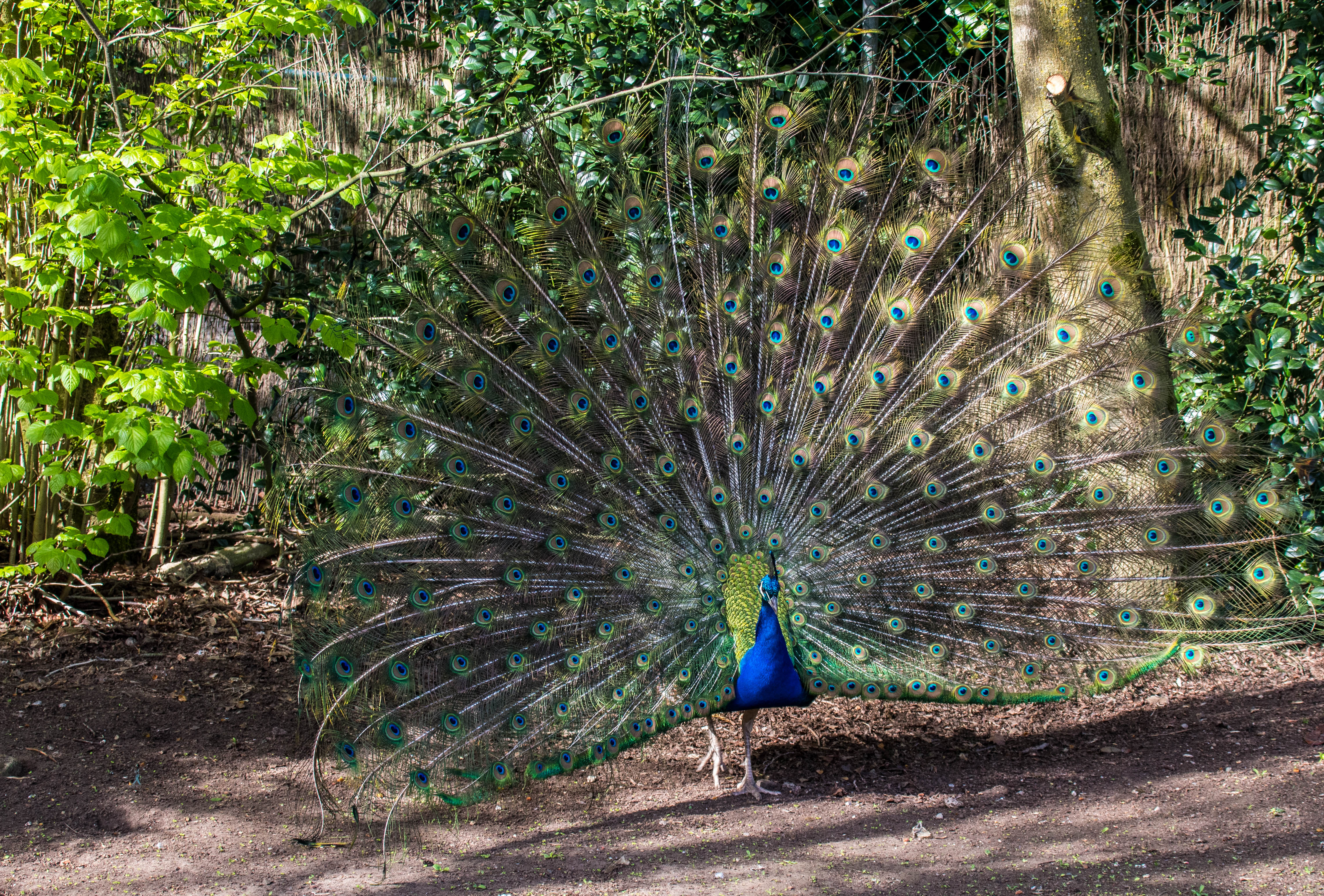 Paon qui fait la roue-_MG_0105.jpg